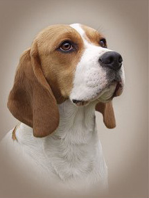 rasstandaard Beagle