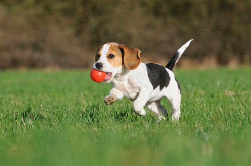 beagle loopt weg