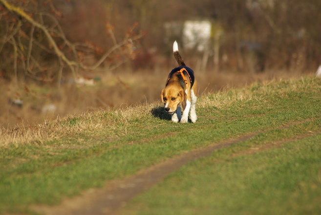 beagle leren loslopen