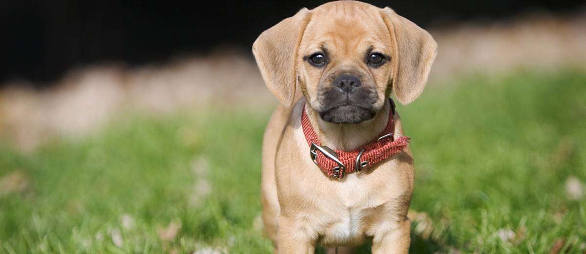 Beagle kruising - puggle