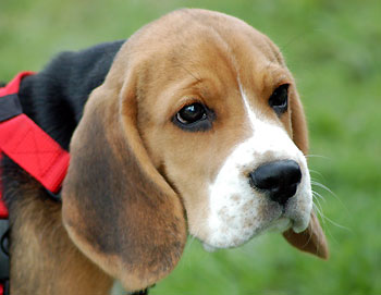 Engelse Beagle