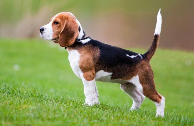 beagle als hondenras